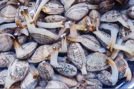 洗花蛤时：别只用盐水泡，老渔民教你3招，花蛤疯狂吐沙，止不住图片