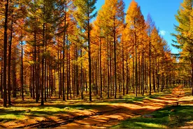 端午假期，带上心爱的人去看看草原、大山和森林吧图片