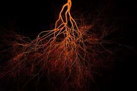 天气转凉，保护好我们的“第二心脏”！皮肤干裂、手脚冰凉，血压升高都与之相关图片