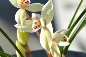 购买兰花怕被骗？教你“火眼金睛”，一招就能分辨下山兰跟组培苗图片