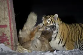 野生东北虎飞扑护院大狗，摄影师与它对视10秒，看得人瑟瑟发抖图片