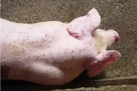 猪身上起红斑点危害大，养猪户稍不留神就可能全盘皆输图片