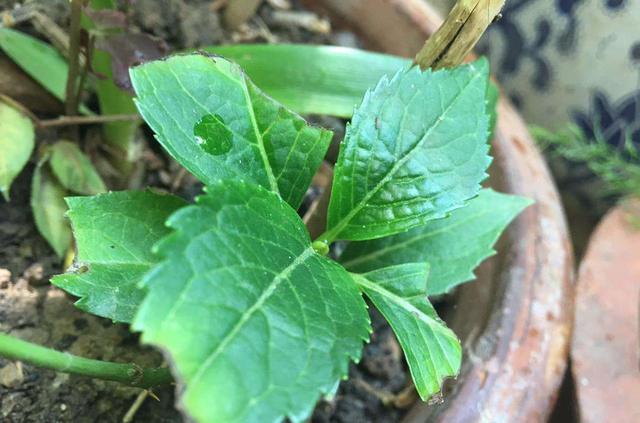 绣球花扦插记住2个原则，半个月就生根，养一盆活一盆