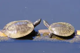 全球仅剩4只！斑鳖，大型河流中的顶级捕食者缘何濒临灭绝图片