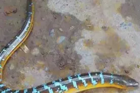 男子在田里抓到一条怪异黄鳝，结果才发现是国家级保护动物图片