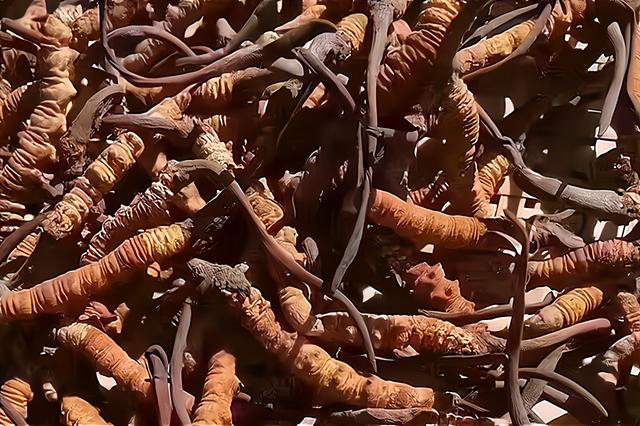 虫草价目表2021 2026年虫草价目表2026