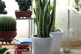 天冷了，养4种观叶花卉，要“少水少肥”图片