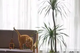 快过年了，6种“招财树”不能少，家里养几棵，招福又招财图片