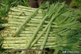南方才有的蔬菜，新鲜的没人吃，晒干是朝廷贡品，如今60元1斤图片