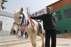 7旬大叔景区游玩发现商机，回家养“白龙马”日赚千元，看啥情况图片