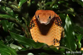 最快三分钟直接致命，挑衅眼镜王蛇的后果是？直接拿命换吧图片