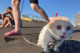 同事家的猫咪这辈子第一次看大海，眼珠子都快被吓得瞪出来了图片