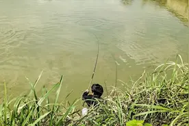 全国禁渔期陆续开始了，垂钓需规范，做到“该放就放，该狠就狠”图片