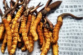 补虚佳品话虫草图片