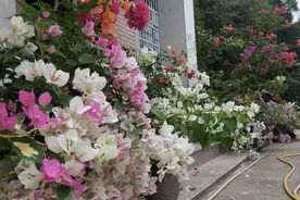 高空“扦插”三角梅，插一棵活一棵，成活率百分百图片