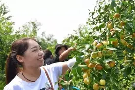 安徽阜阳‘玉玲铛’枣保护地栽培技术图片