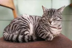 人类为什么无法彻底驯服猫？图片