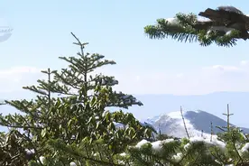 昆明人注意！这些公园的门票价格要恢复了图片