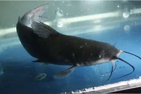 刚刚上市就卖不动，万斤遭积压，买的人很少，是不爱吃了吗？图片