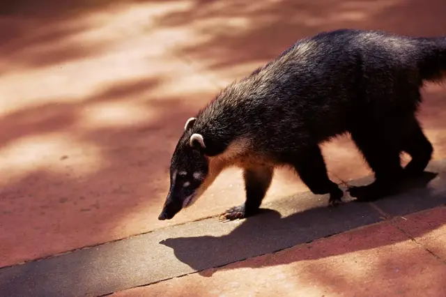 做无痛人流前能吃花胶吗 2026年做无痛人流前能吃花胶吗孕妇