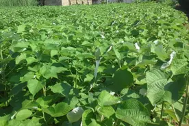 种植4700年的“中国草”，曾是农民最爱，为何如今成野草无人问？图片