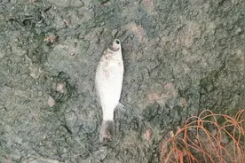 江苏男子河里钓了条“巨眼鱼”，男子懵圈：这是钓了个啥？图片