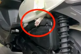 流浪猫又把别人摩托车睡了，躺危险地方，狂戳jiojio叫不醒图片