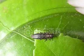 每日一虫：柑橘爆皮虫图片