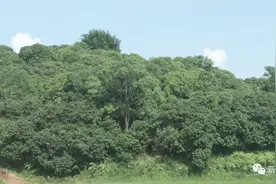 【千名记者一线行】 “罗播簕荔”增收给力图片