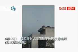 印度猴子在屋顶放风筝 当地官员:疫情封锁进化得快图片