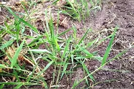 芦苇、牛筋草、白茅等恶性杂草，用这个小配方，一遍就能除干净图片