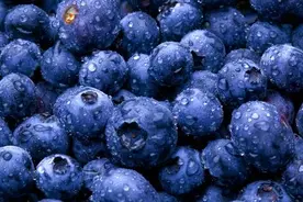 对狗有益的9种水果 附：狗不能吃的6种水果图片