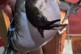 “注水牛蛙”真相调查：当晚宰杀未发现注水，店员承认拍视频时被误导，专家称牛蛙注水后很快会死图片