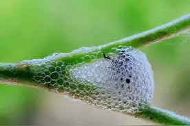 小时候看见叶子上有“白色泡沫”，大人说是蛇口水，今天算明白了图片