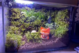 闲置鱼缸用起来，一把苔藓一路坑，搭配起来还不错图片
