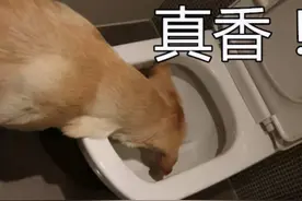 又是中国人的错？有些人是跪久了，站不起来图片