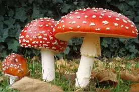 “红伞伞，白杆杆”，吃完一定“睡棺棺”？图片