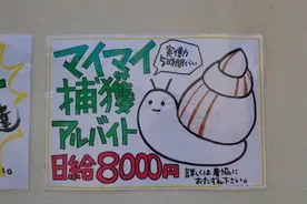 日本一岛屿招聘“捉蜗牛”高手 时薪近百元 网友直呼想应聘图片