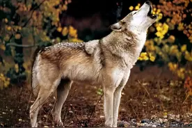 狗狗突然“学狼叫”，是想告诉你这些重要的事图片