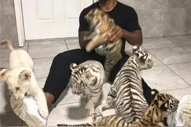 被老虎的舌头舔一口，会发生什么？你的肉还在不在全看老虎的心情图片