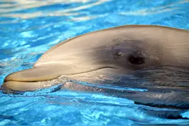 世上第二聪明的动物，其“微笑”背后竟是残忍的骗局和悲剧图片