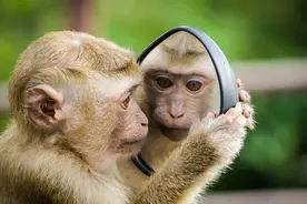你知道Monkey business是什么意思吗？图片