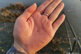 野钓别只用伊势尼！想大小通杀，还是这几种鱼钩效果更好图片