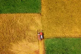 国际粮价大涨，中国人的“饭碗”会受影响吗？图片