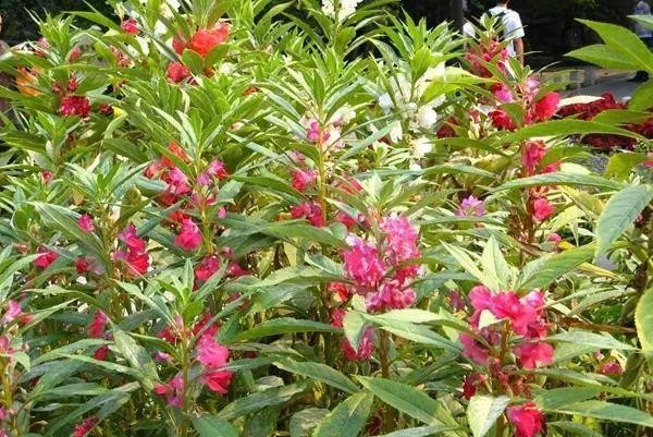 涂甲油胶花型 2025年涂甲油胶花型怎么涂 涂甲油胶花型 2025年涂甲油胶花型怎么涂