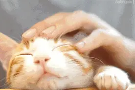 25个可爱又治愈的猫咪小故事：“房子是我的，但猫不是”图片