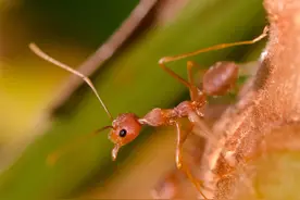 遇到快跑！南方12省拉响警报，红火蚁入侵到底多可怕？图片