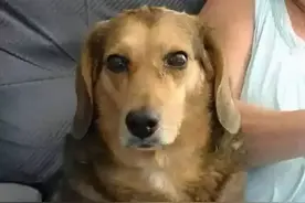 狗狗去世1年后，我收到了它的礼物…图片