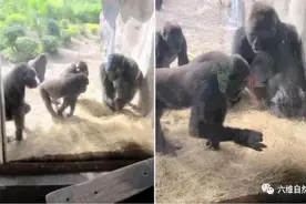 动物园一条小蛇闯入大猩猩领地，被猩猩当成玩具，将小蛇扔着玩图片