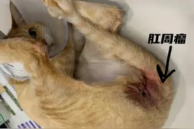 养猫的人看过来~猫咪肛门腺溃脓治疗全记录图片